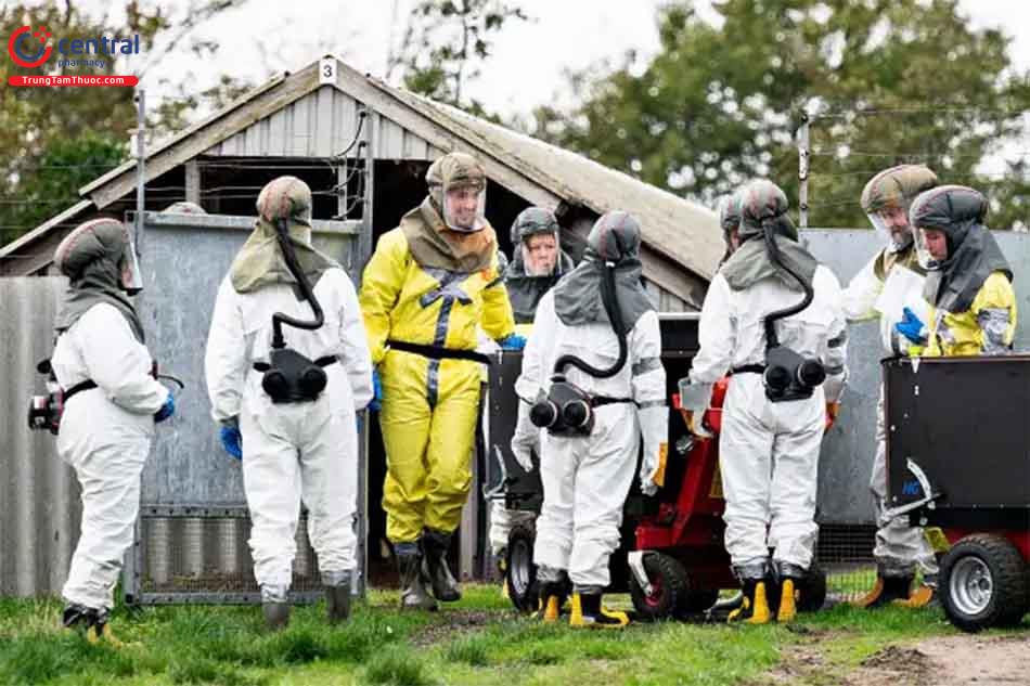 Các quan chức Đan Mạch có kế hoạch tiêu hủy tất cả chồn trong các trang trại lông thú của đất nước để ngăn chặn sự lây lan của đột biến coronavirus
