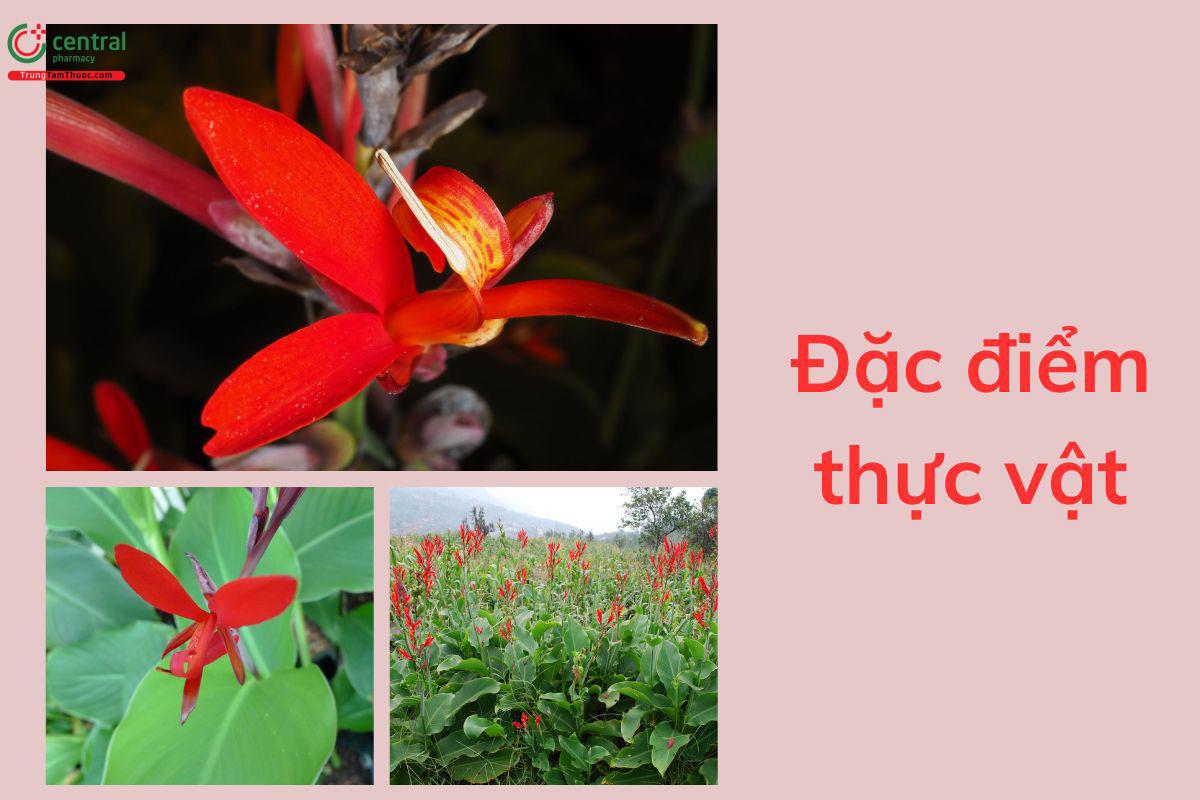 Đặc điểm thực vật