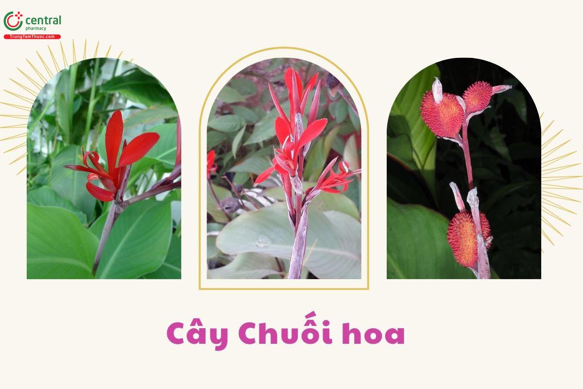 Hình ảnh cây Chuối hoa