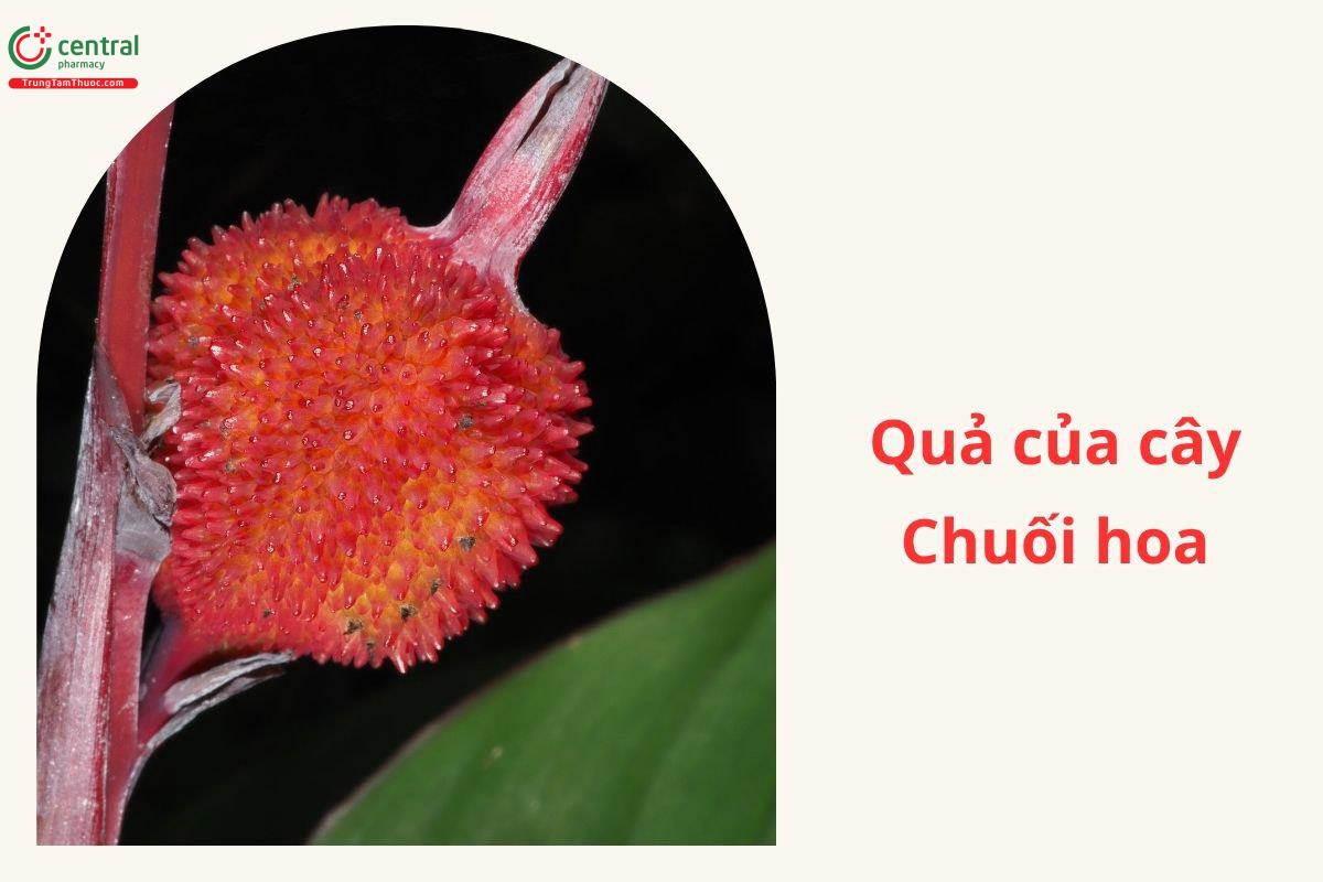 Quả của cây Chuối hoa