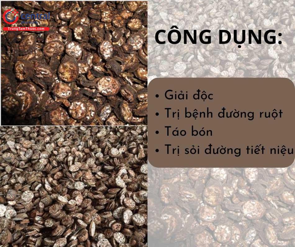 Một số công dụng của chuối hột