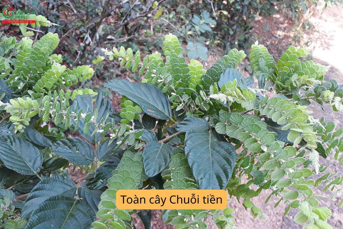 Đặc điểm thực vật
