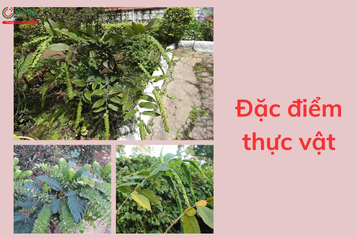 Đặc điểm thực vật