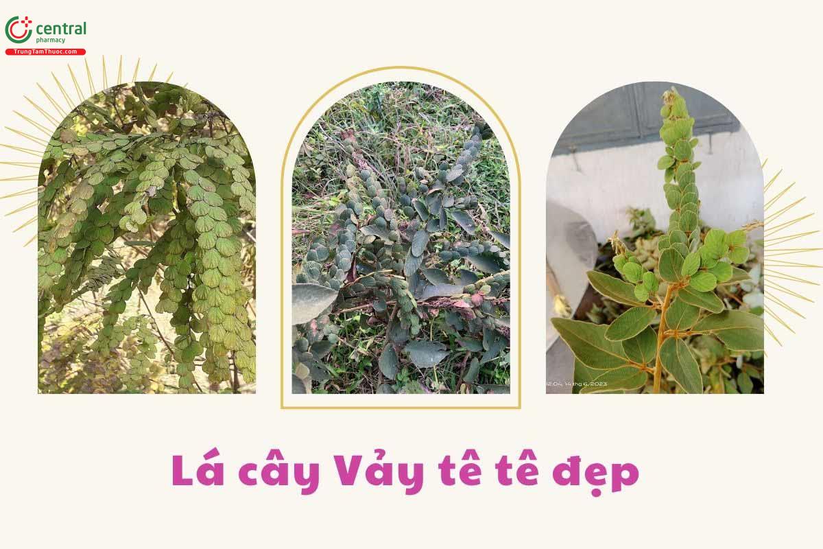 Hình ảnh lá cây Chuỗi tiền
