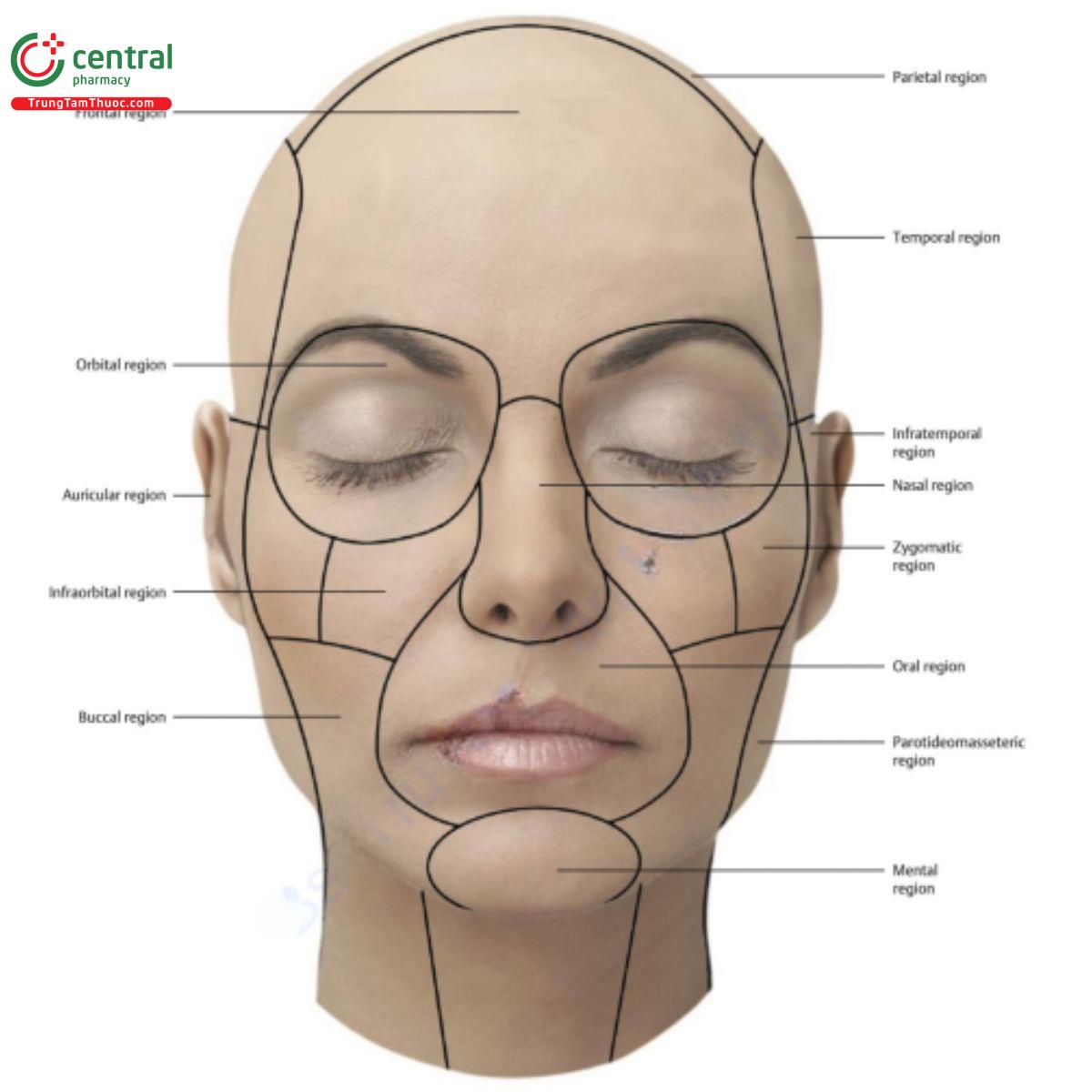 Hình 1.4 Mặt trước các vùng trên mặt  