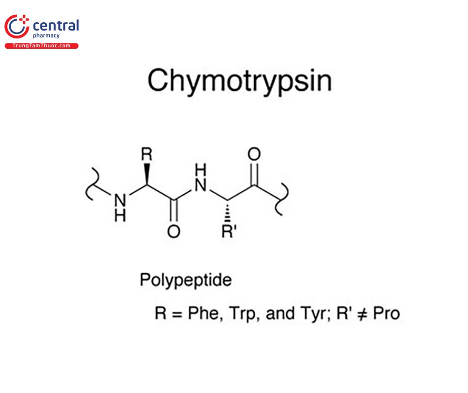 Cấu trúc hoá học của Chymotrypsin