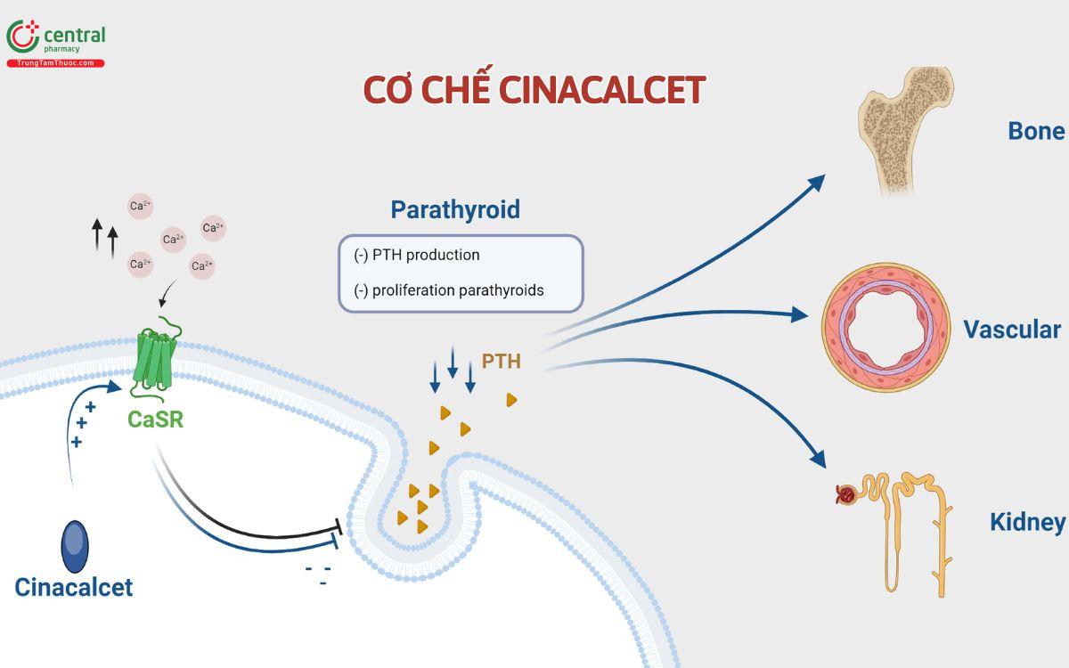 Cơ chế Cinacalcet