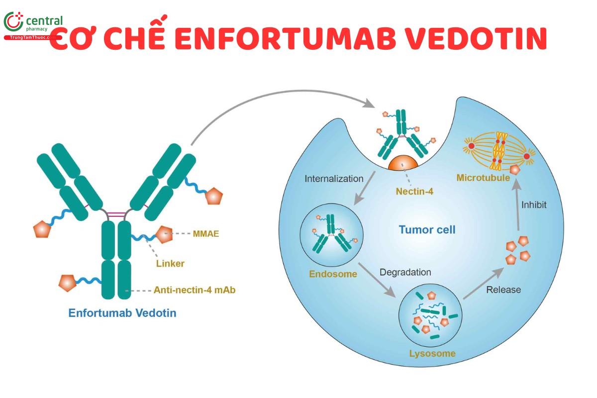 Cơ chế của Enfortumab Vedotin