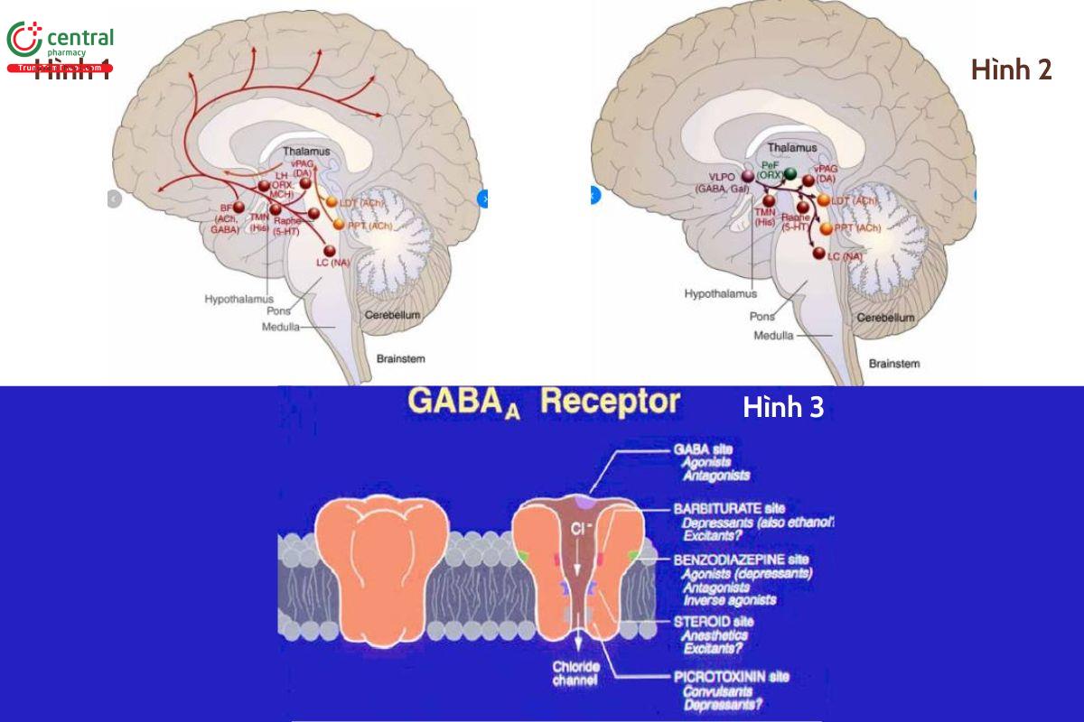 Cơ chế tác động của Benzodiazepines