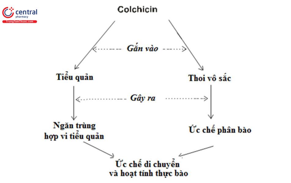 Cơ chế tác dụng của Colchicin
