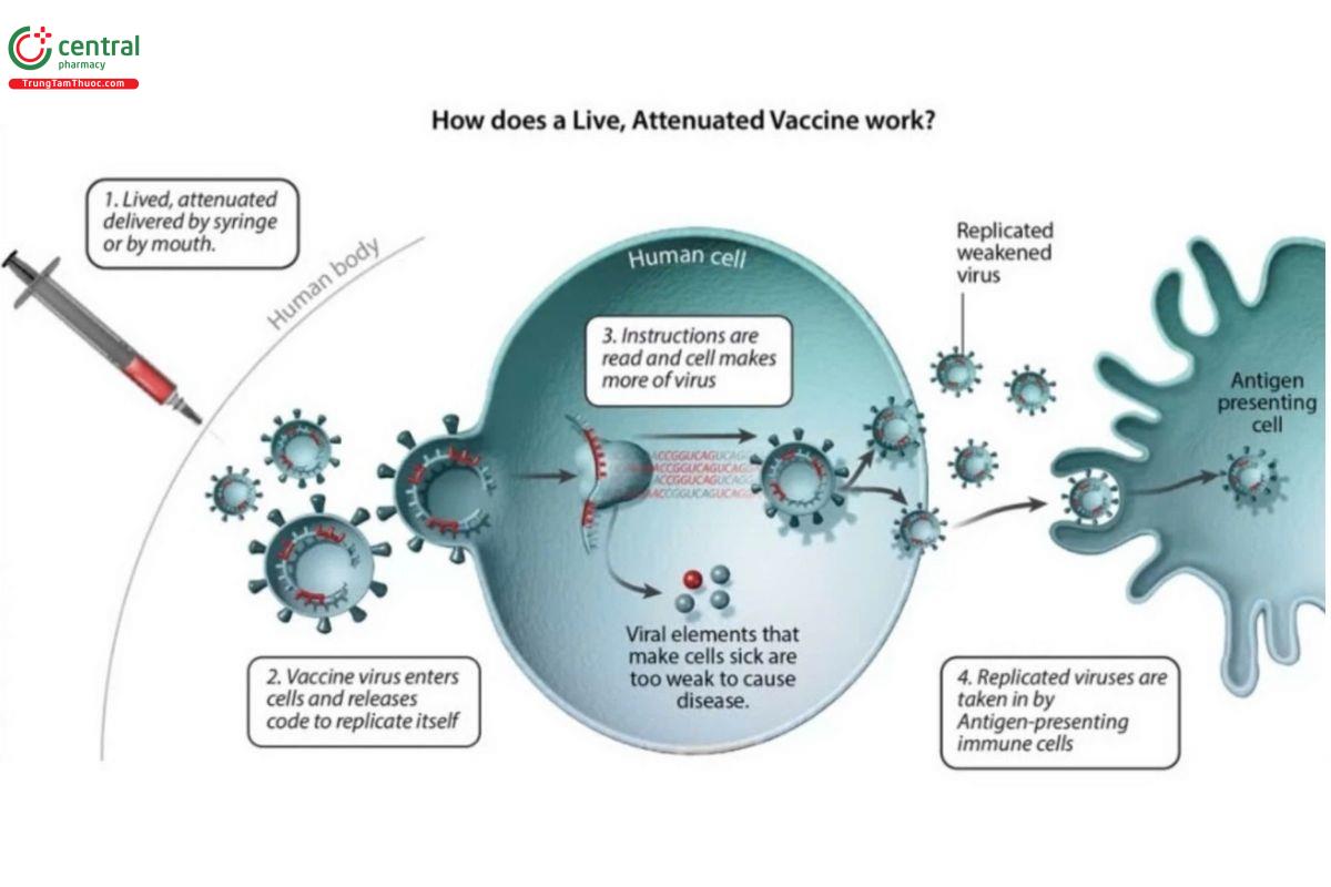 Cơ chế của vaccin phòng ngừa kháng nguyên Varicella-Zoster