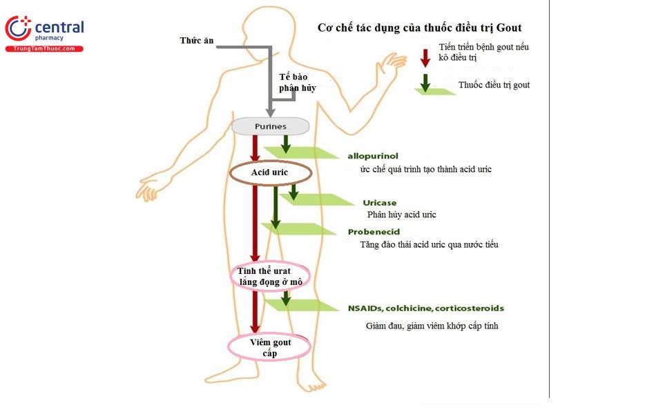Cơ chế tác dụng của các thuốc điều trị Gout