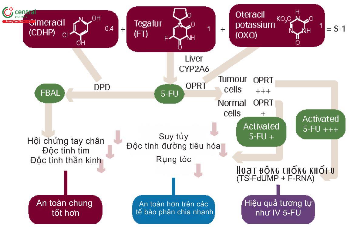 Cơ chế Gimeracil