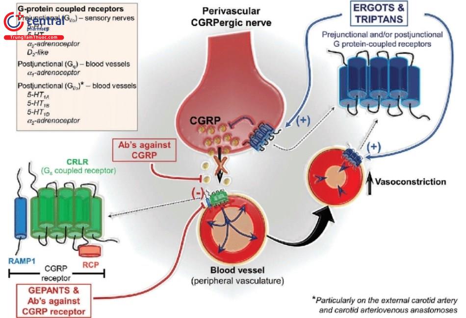 Cơ chế hoạt động chung của nhóm đối kháng thụ thể CGRP