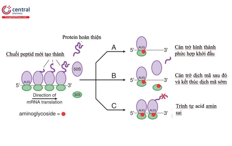 Cơ chế hoạt động của kháng sinh nhóm Aminoglycosid
