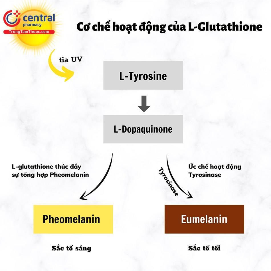 Cơ chế làm trắng của L-Glutathione