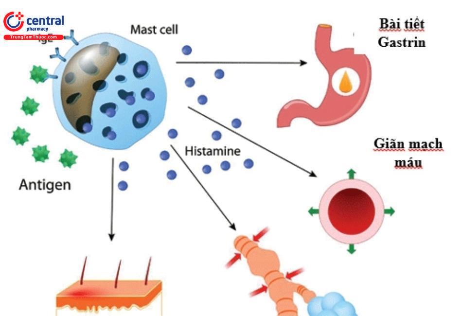 Cơ chế kháng histamine của Mequitazine