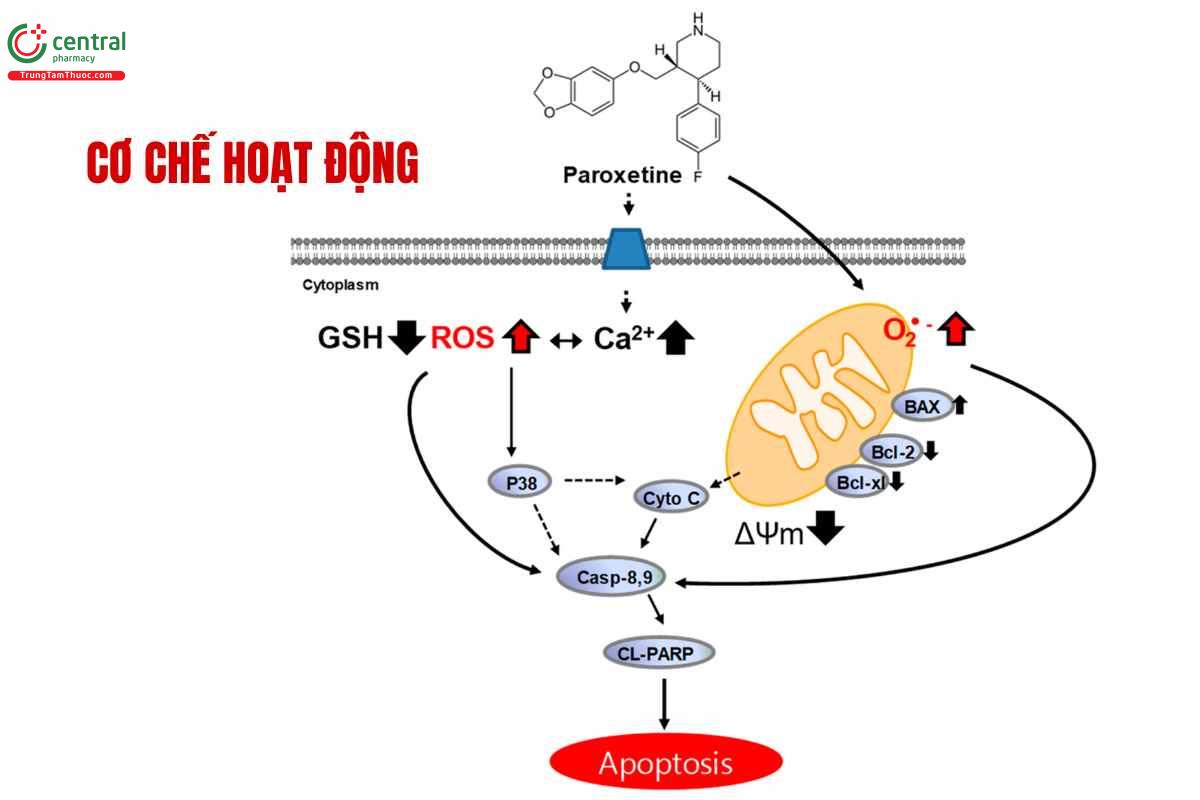 Cơ chế thuốc Paroxetine