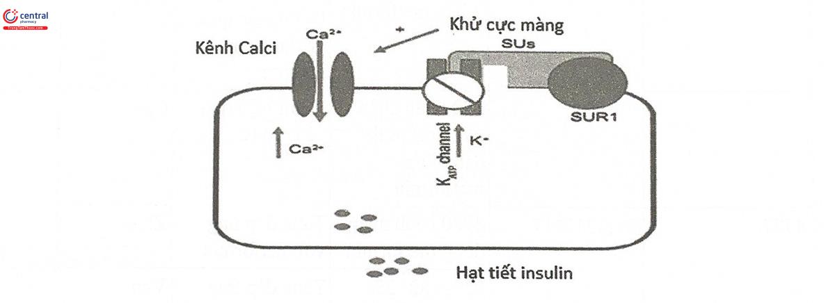 Hình 11.2. Cơ chế tác dụng của sulfonylurea