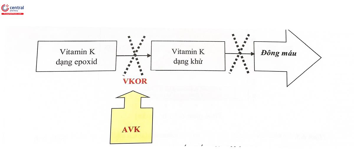 Hình 6.5. Cơ chế tác dụng của các thuốc chống đông kháng vitamin K (AVK)