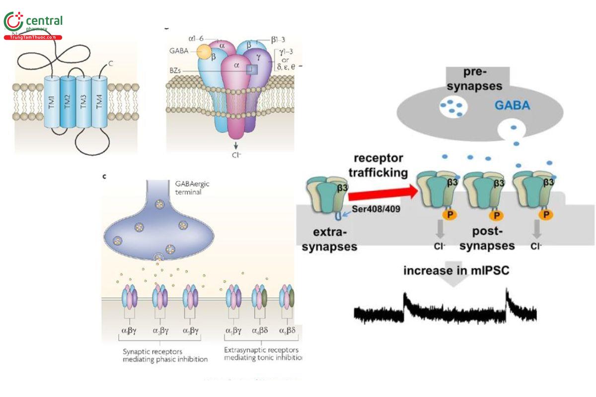Cơ chế thuốc an thần - gây ngủ tác động lên thụ thể GABA