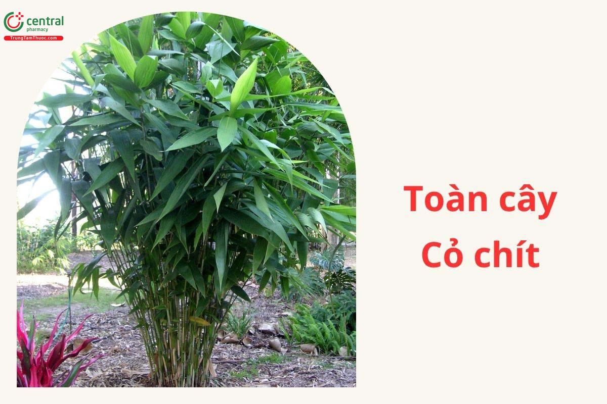 Toàn cây Cỏ chít