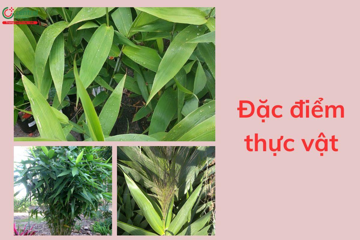 Đặc điểm thực vật