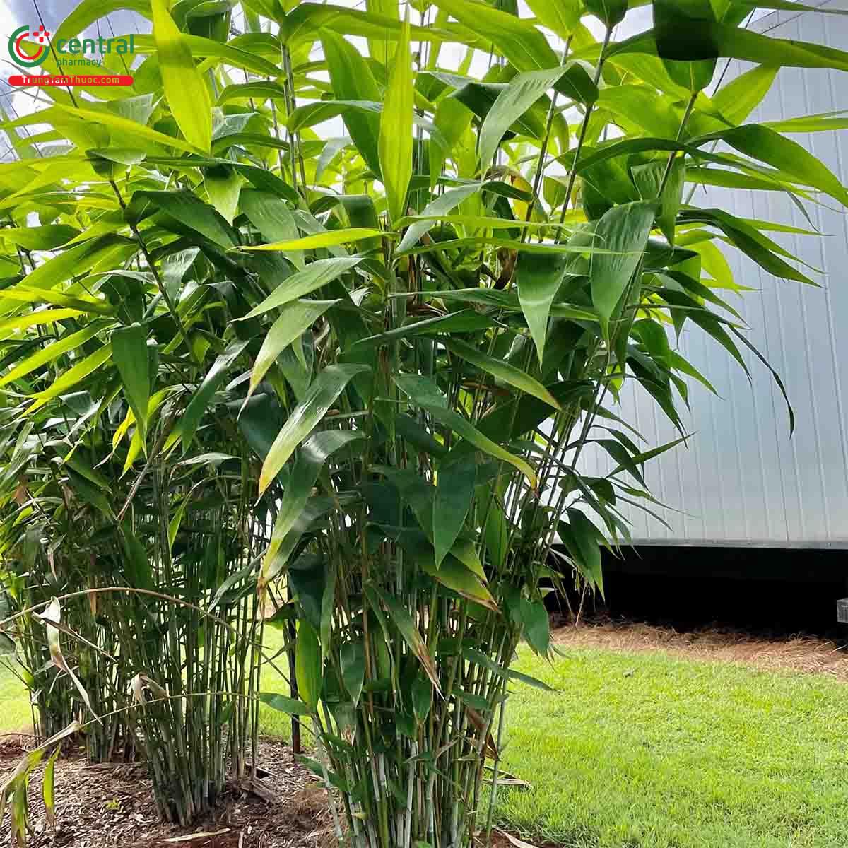 Tác dụng của cây Cỏ chít