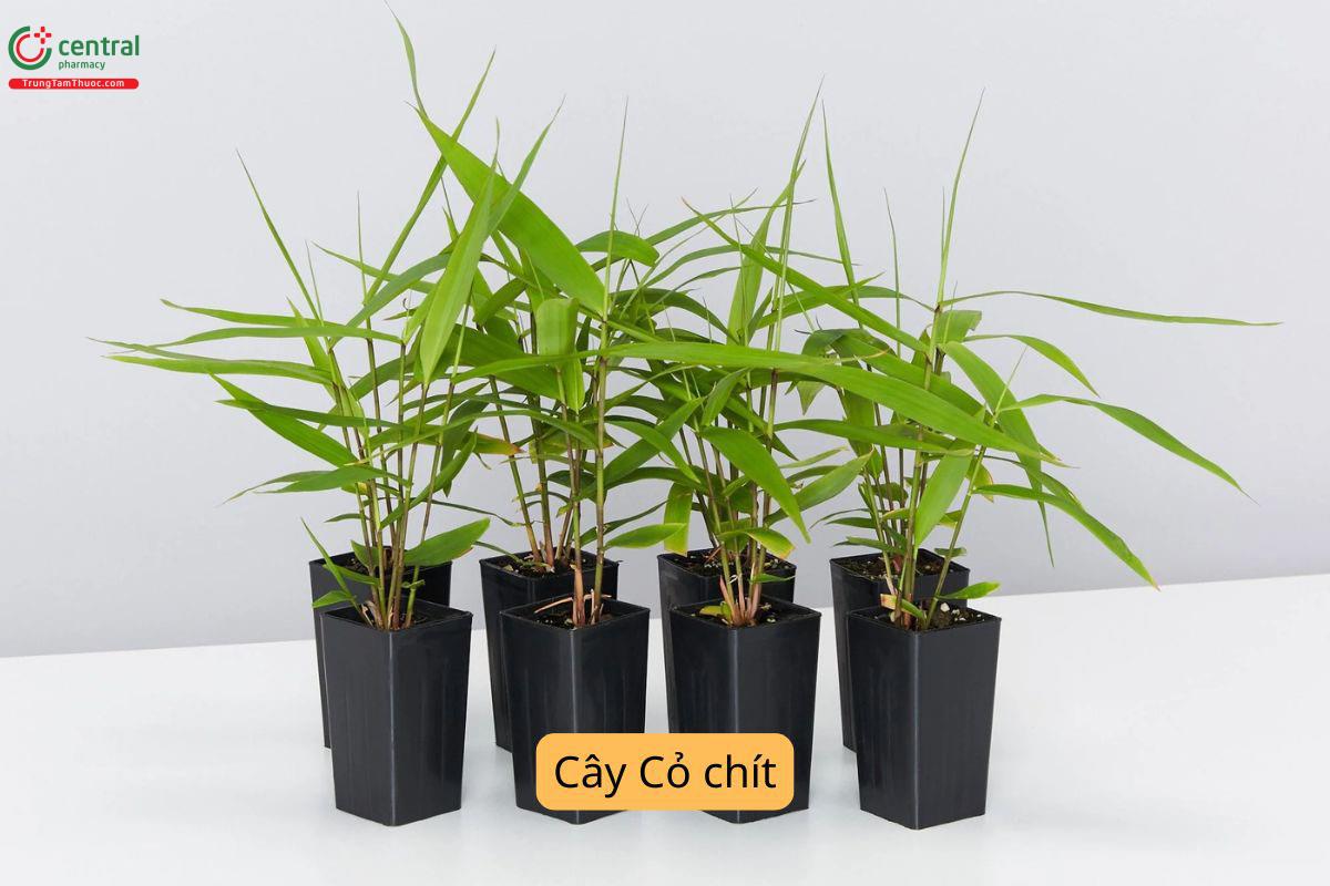 Cây Cỏ chít dùng để chữa bệnh gì?