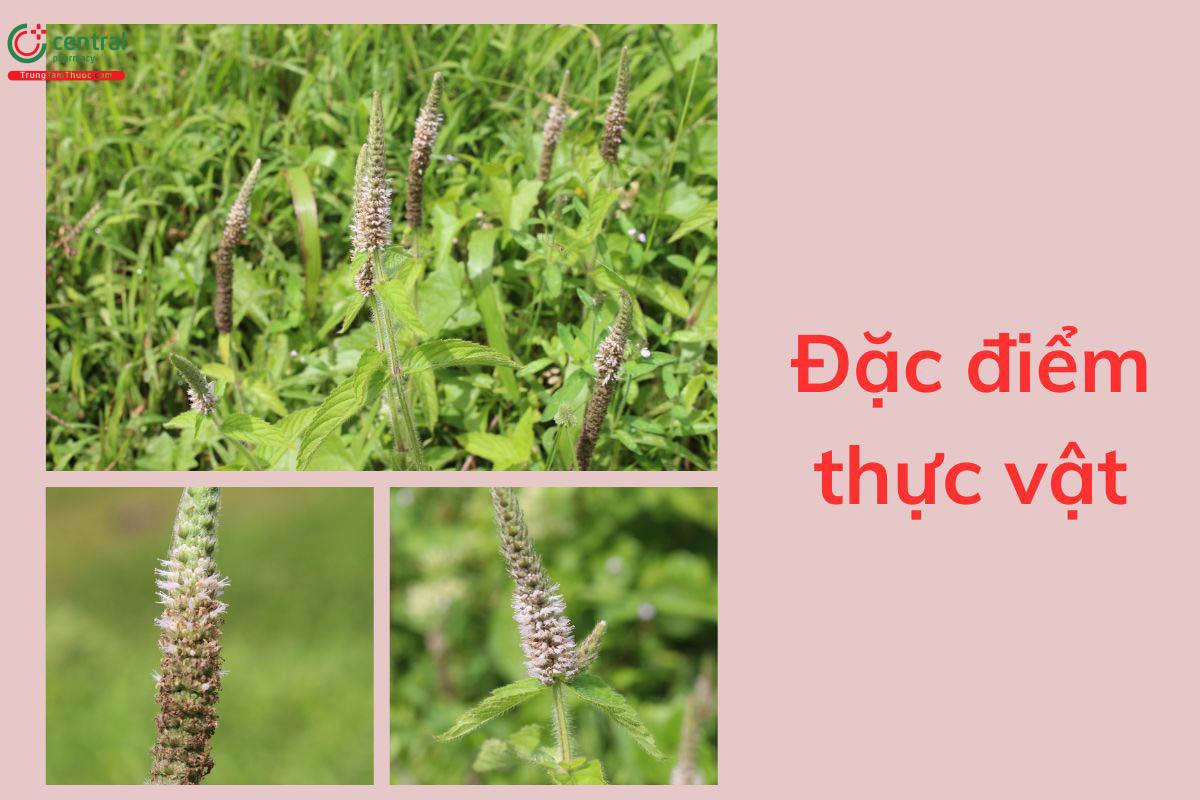 Đặc điểm thực vật