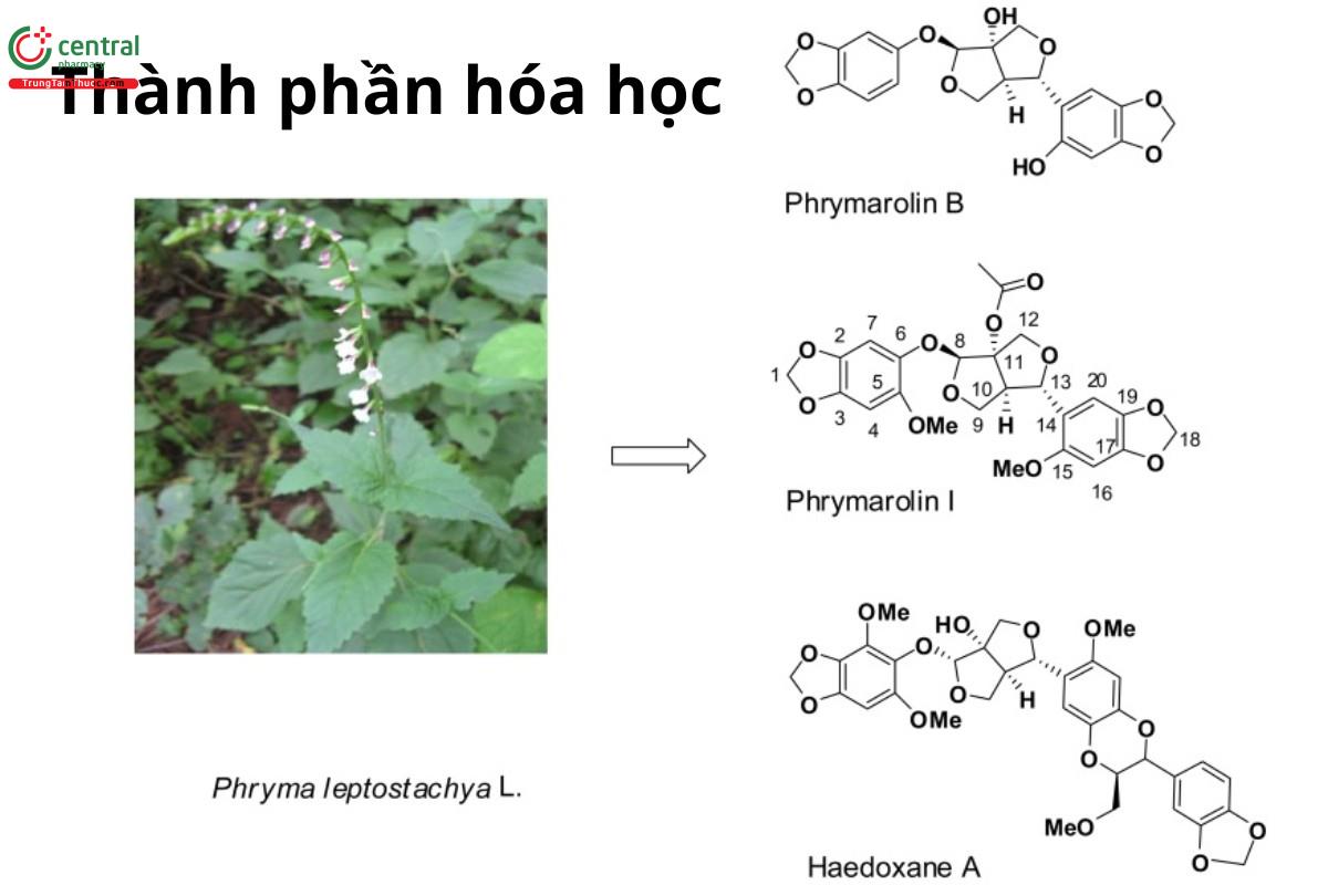 Cỏ diệt ruồi