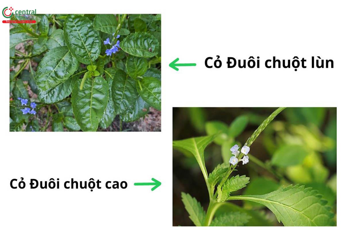 Cây đuôi chuột có mấy loại?