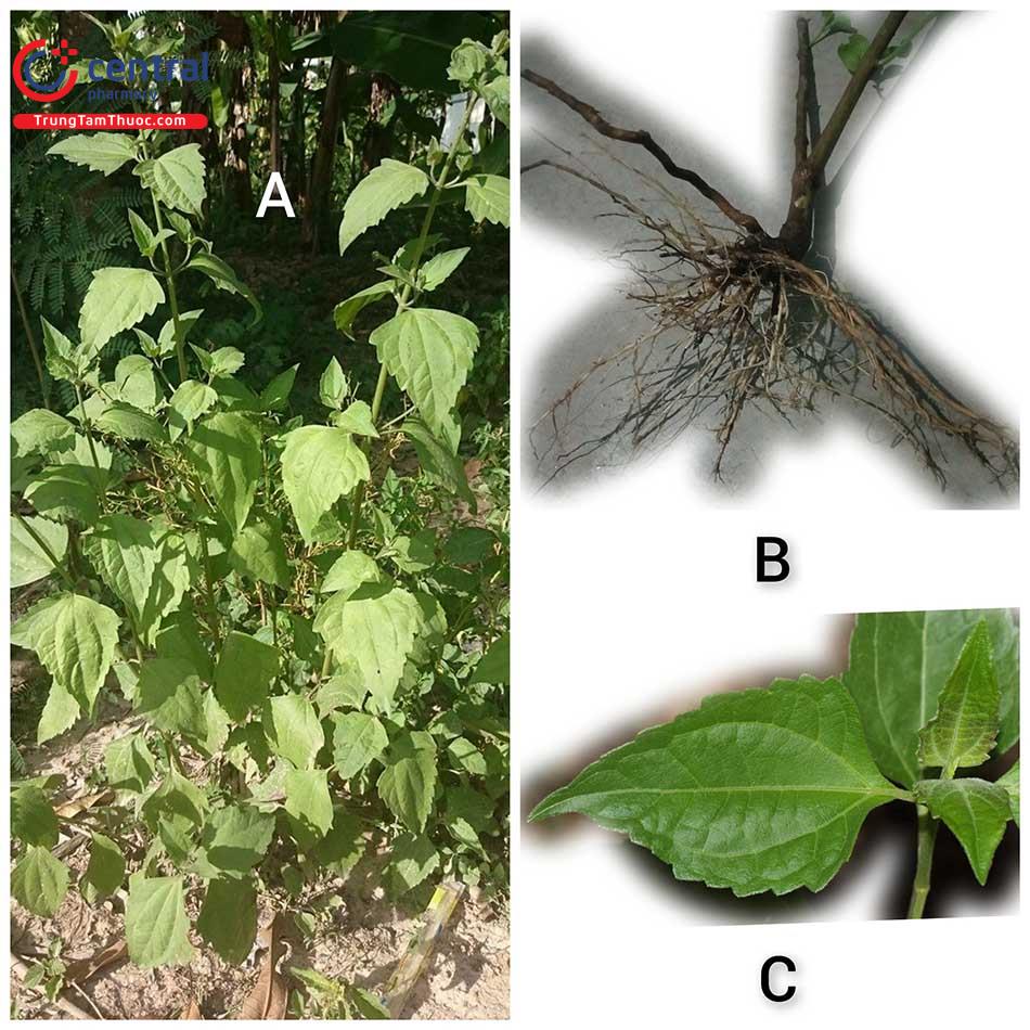 Hình ảnh Cỏ lào: A: Cây trên mặt đất, B: Rễ, C: Lá