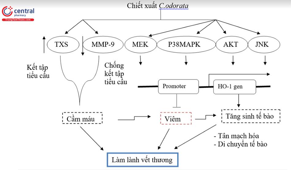 Cơ chế làm lành vết thương của Cỏ lào