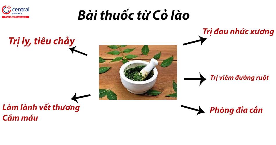 Bài thuốc từ Cỏ lào rất đa công dụng