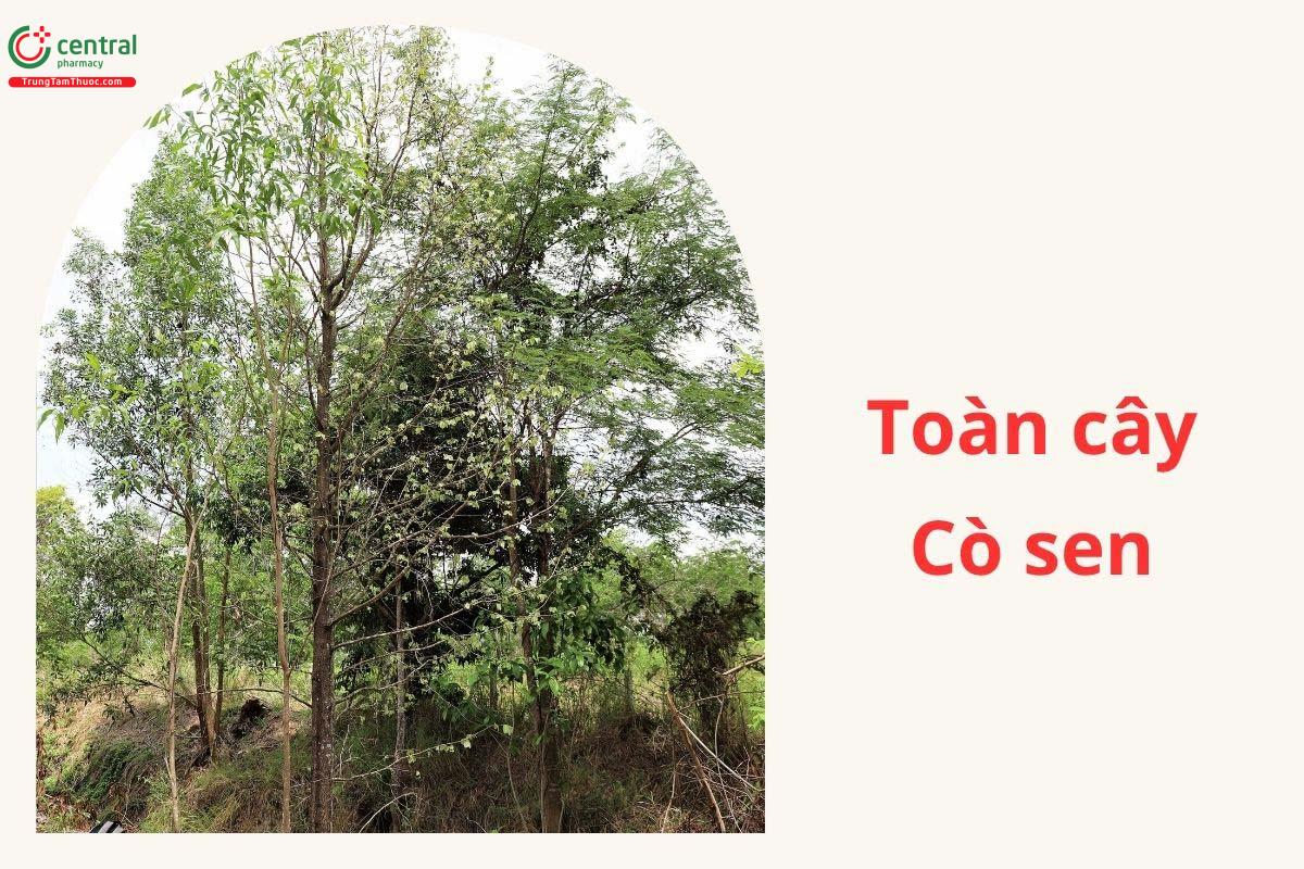 Toàn cây Cò sen