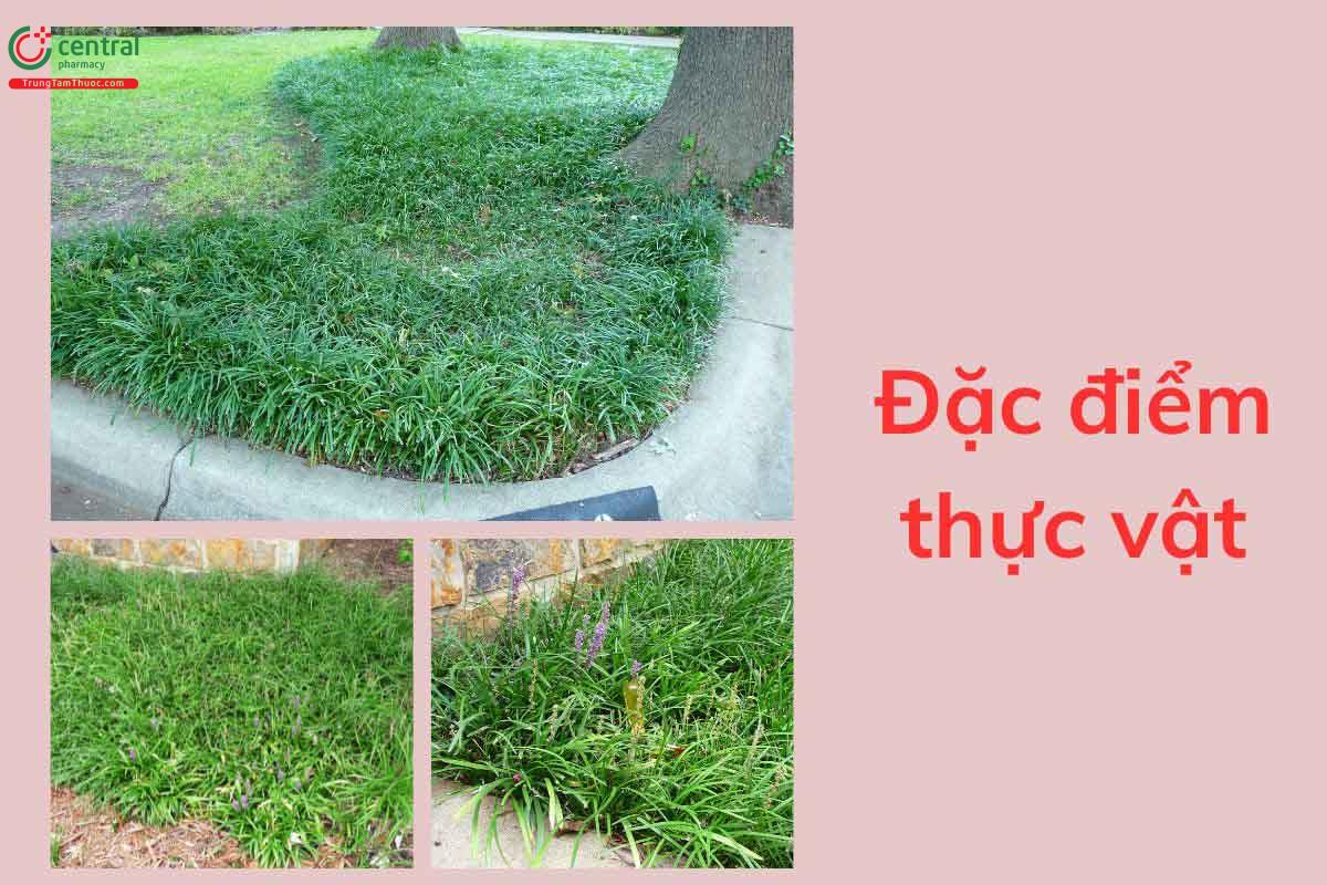 Đặc điểm thực vật