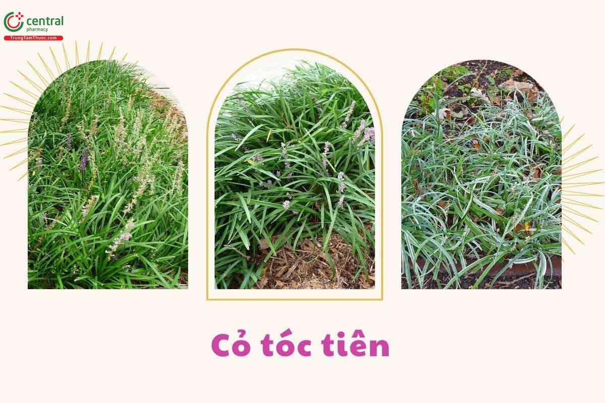 Toàn cây Cỏ tóc tiên