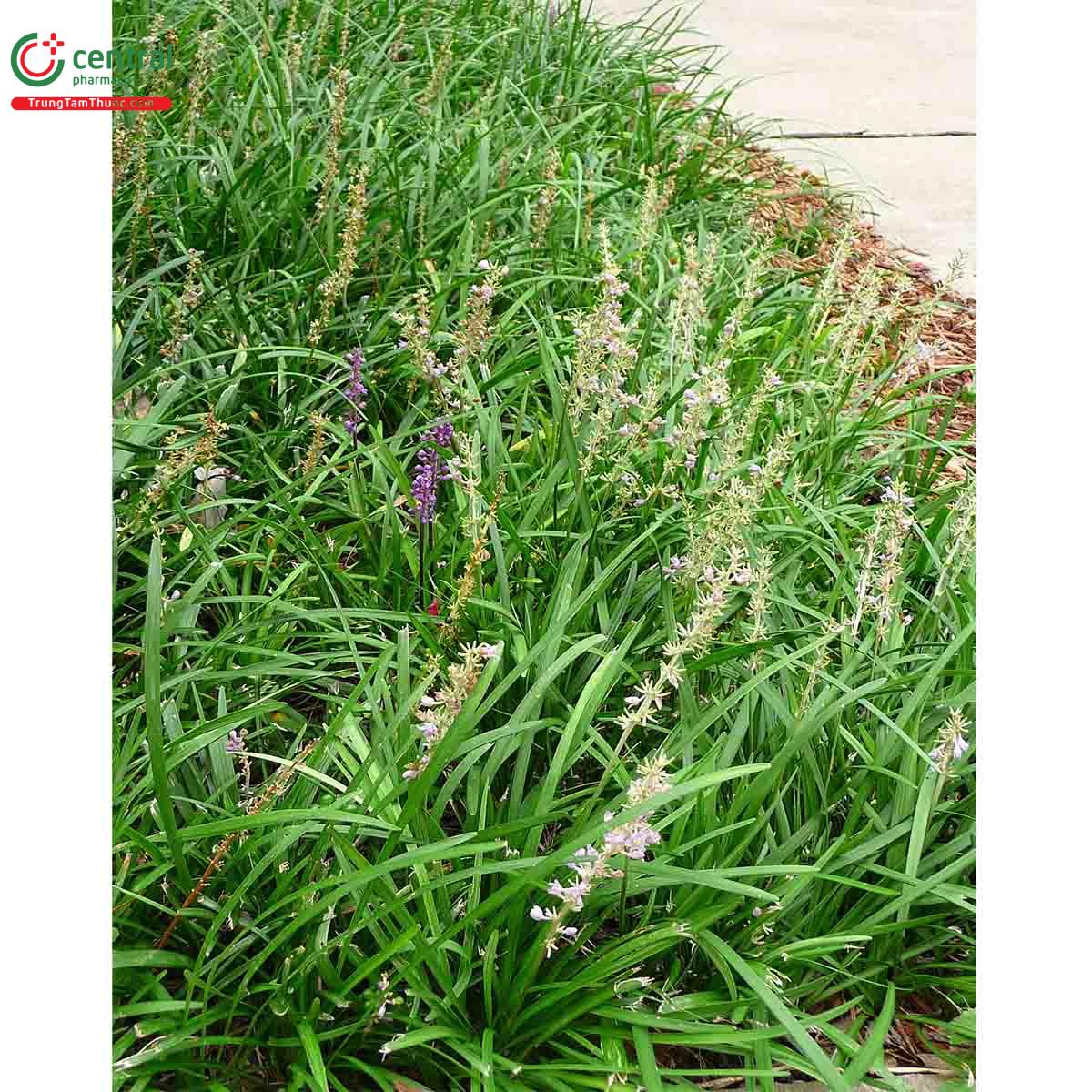 Hoa của cây Cỏ tóc tiên