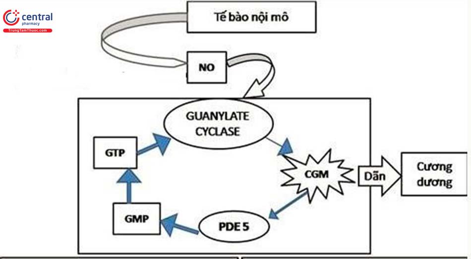 Cơ chế tác dụng của các thuốc ức chế PDE5