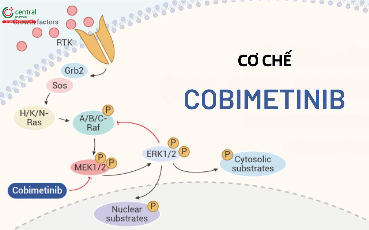 Cơ chế Cobimetinib