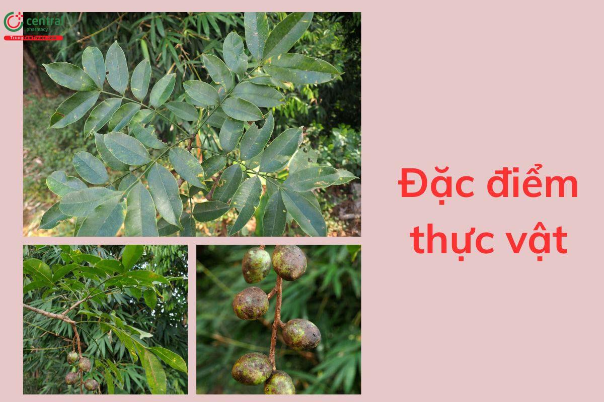 Đặc điểm thực vật