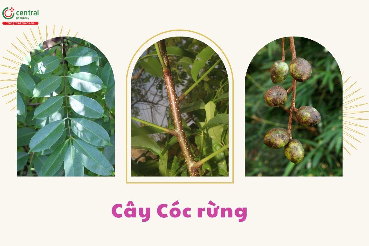 Đặc điểm phân bố