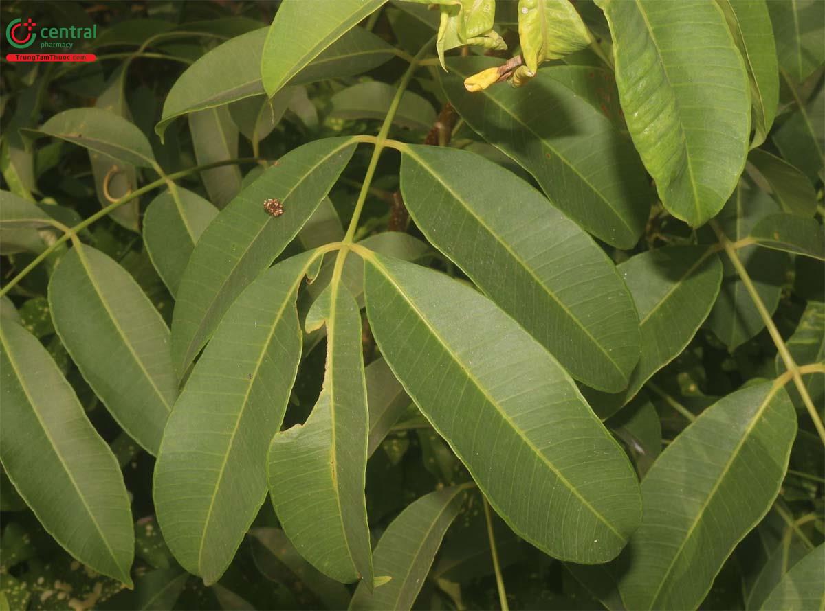 Tác dụng của cây Cóc chua (Cóc rừng)