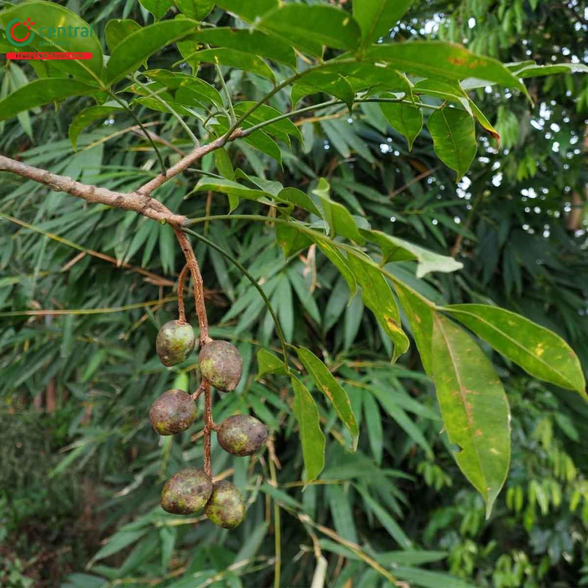 Công dụng theo Y học cổ truyền