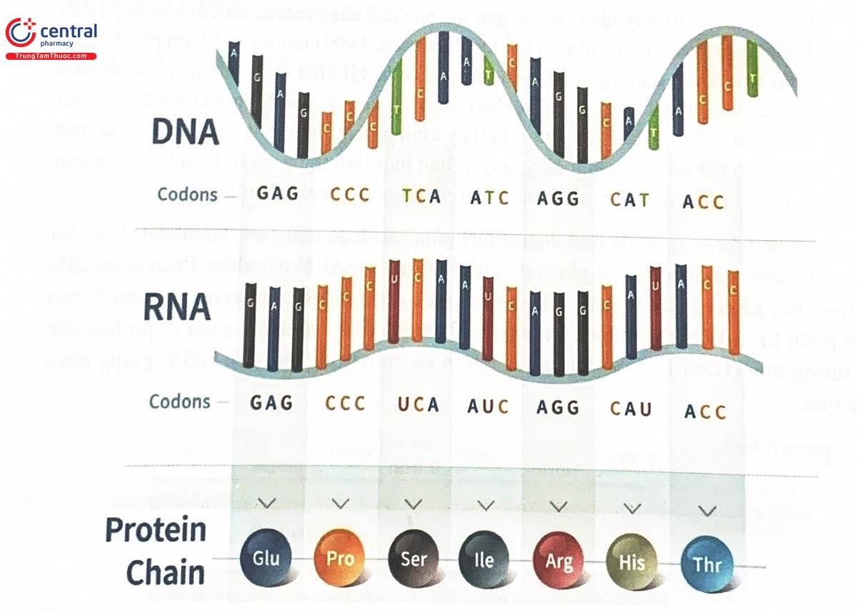 Hình 1.3. Mỗi codon gồm 3 nucleotid liên tiếp trên ADN, mã hóa cho 1 acid amin tương ứng trên phân tử protein đặc hiệu