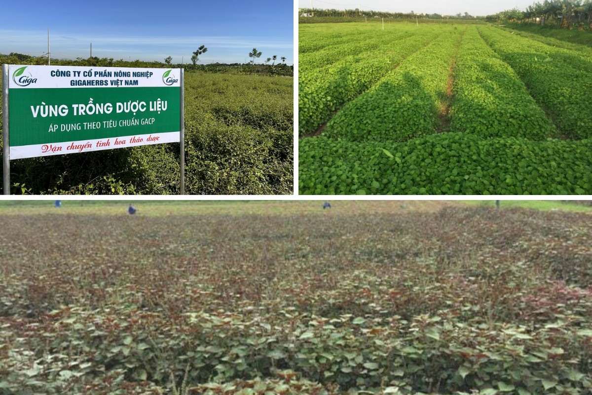 Vùng trồng dược liệu của Công ty Cổ phần Nông Nghiệp GigaHerbs Việt Nam
