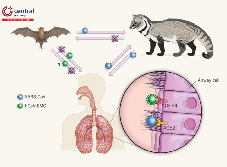 Các chủng virus lây truyền từ động vật hoang dã sang người