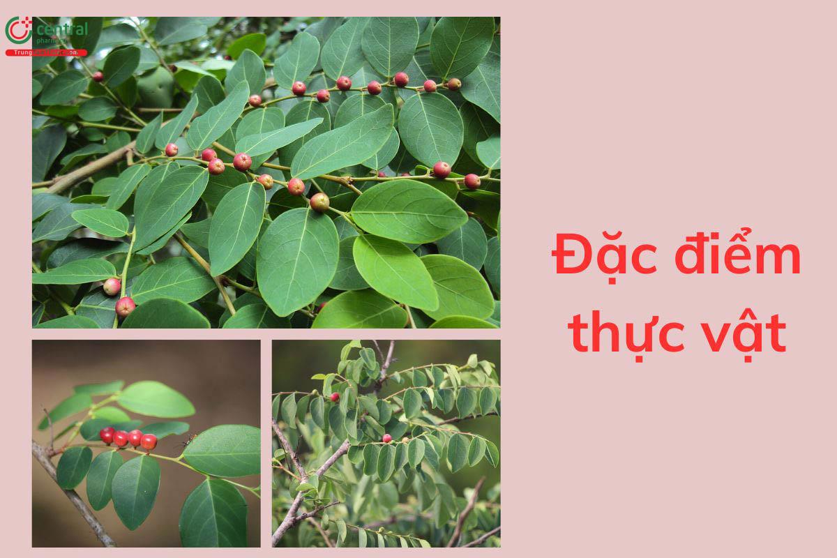 Đặc điểm thực vật