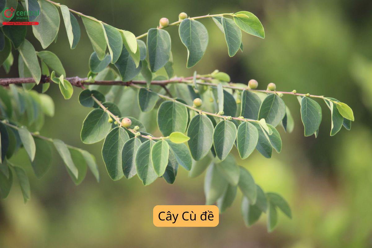 Tác dụng của cây Cù đề